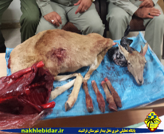 شکارچیان بزکوهی در فراشبند به چنگ قانون افتادند + عکس