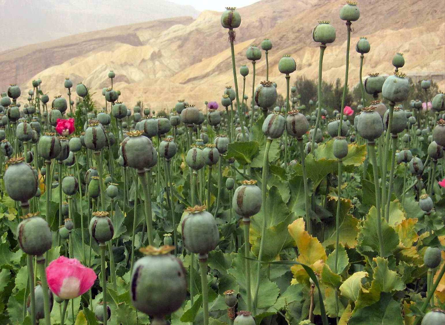 کشت پنهانی تریاک در فارس!/ تریاک «خانی» گرمی چند؟