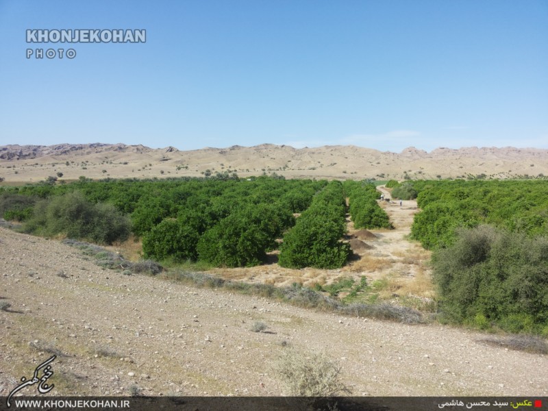 گزارش تصویری: باغهای لیمو در روستای فدویه خنج گزارش تصویری: باغهای لیمو در روستای فدویه خنج