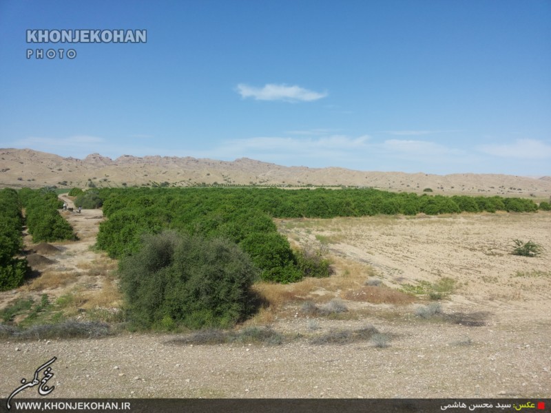 گزارش تصویری: باغهای لیمو در روستای فدویه خنج گزارش تصویری: باغهای لیمو در روستای فدویه خنج