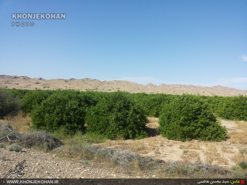 گزارش تصویری: باغهای لیمو در روستای فدویه خنج گزارش تصویری: باغهای لیمو در روستای فدویه خنج