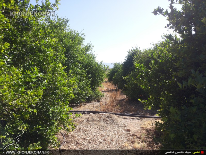 گزارش تصویری: باغهای لیمو در روستای فدویه خنج گزارش تصویری: باغهای لیمو در روستای فدویه خنج