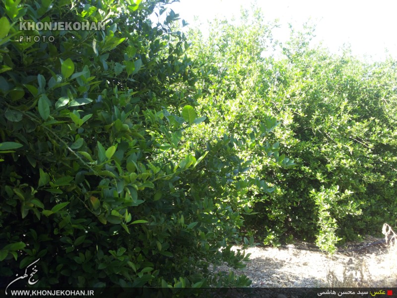 گزارش تصویری: باغهای لیمو در روستای فدویه خنج گزارش تصویری: باغهای لیمو در روستای فدویه خنج