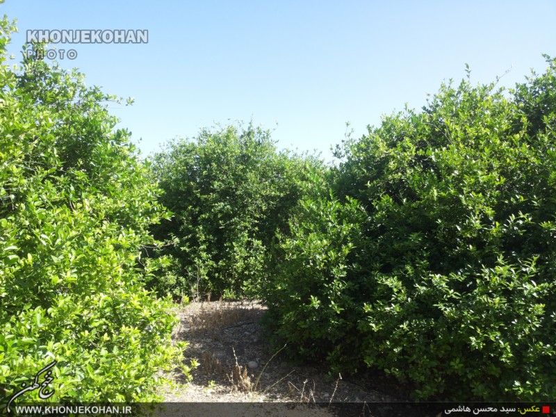 گزارش تصویری: باغهای لیمو در روستای فدویه خنج گزارش تصویری: باغهای لیمو در روستای فدویه خنج