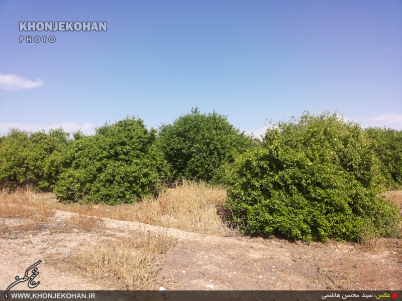 گزارش تصویری: باغهای لیمو در روستای فدویه خنج گزارش تصویری: باغهای لیمو در روستای فدویه خنج