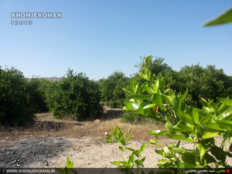 گزارش تصویری: باغهای لیمو در روستای فدویه خنج گزارش تصویری: باغهای لیمو در روستای فدویه خنج