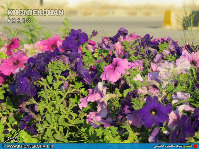تصاویری زیبا از فضای سبز شهر خنج تصاویری زیبا از فضای سبز شهر خنج
