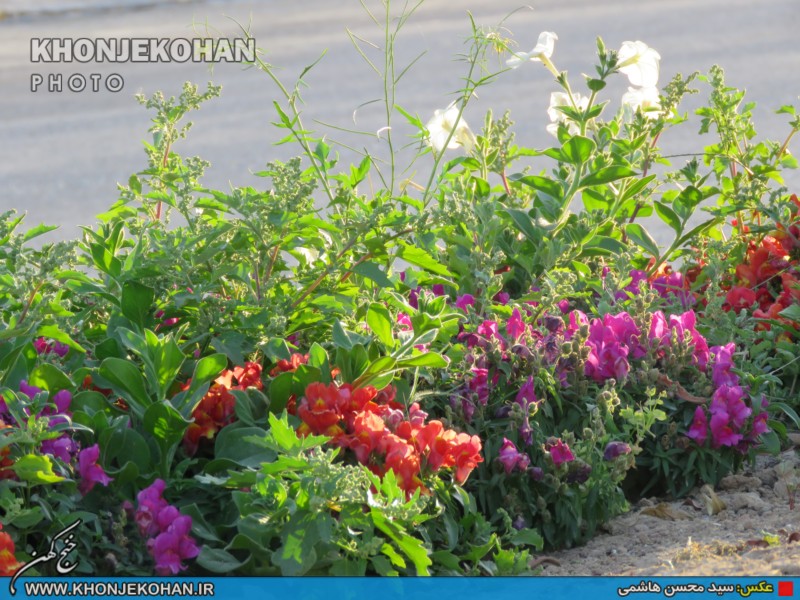 تصاویری زیبا از فضای سبز شهر خنج تصاویری زیبا از فضای سبز شهر خنج
