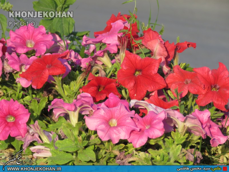 تصاویری زیبا از فضای سبز شهر خنج تصاویری زیبا از فضای سبز شهر خنج