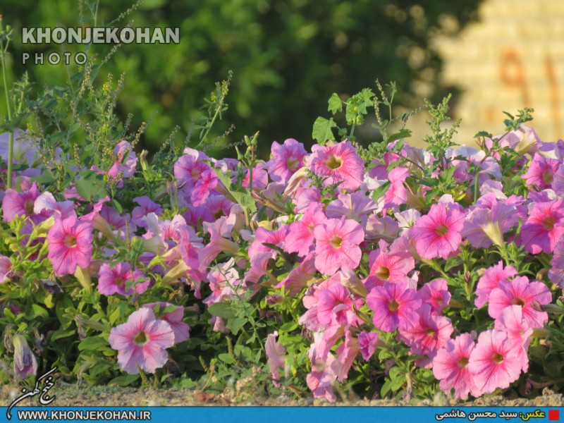 تصاویری زیبا از فضای سبز شهر خنج تصاویری زیبا از فضای سبز شهر خنج