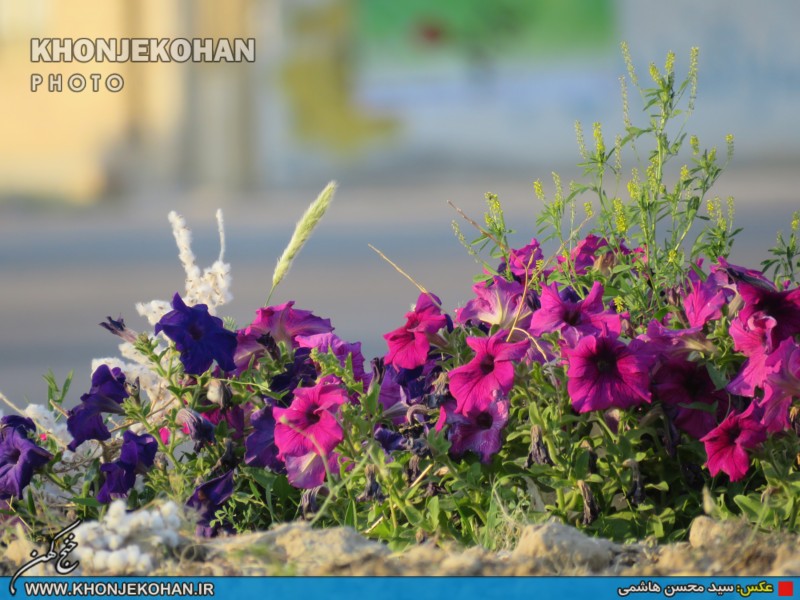 تصاویری زیبا از فضای سبز شهر خنج تصاویری زیبا از فضای سبز شهر خنج