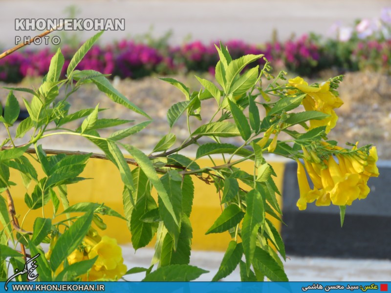 تصاویری زیبا از فضای سبز شهر خنج تصاویری زیبا از فضای سبز شهر خنج