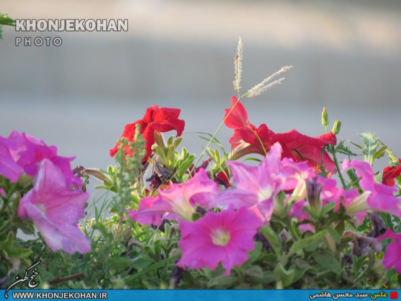 تصاویری زیبا از فضای سبز شهر خنج تصاویری زیبا از فضای سبز شهر خنج