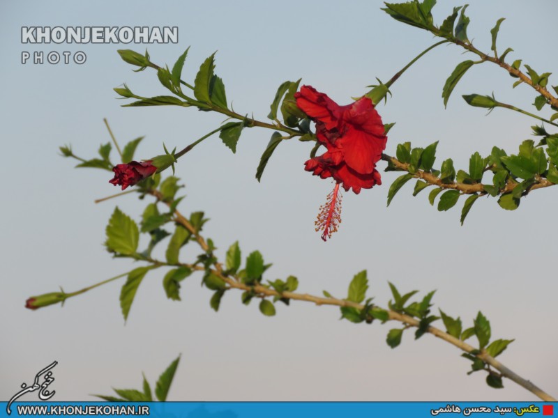تصاویری زیبا از فضای سبز شهر خنج تصاویری زیبا از فضای سبز شهر خنج