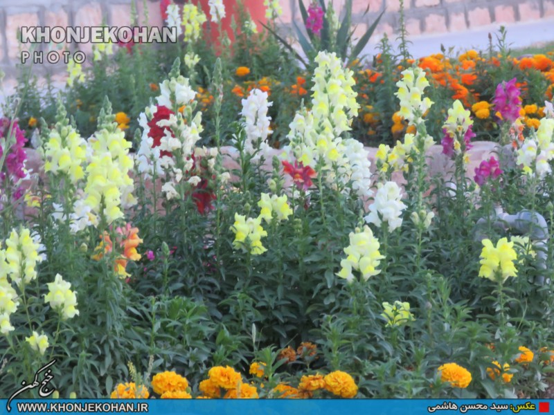 تصاویری زیبا از فضای سبز شهر خنج تصاویری زیبا از فضای سبز شهر خنج