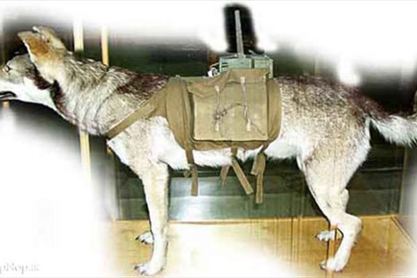 سورپرایز حیوانی داعش برای جنگ موصل