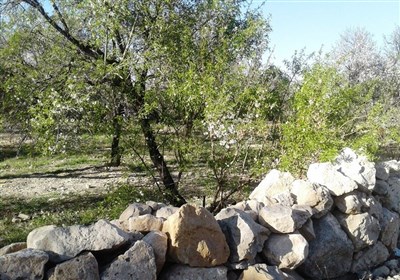 نوروز زیبا در شکوفه‌های بهاری مهارلو/ اینجا آب چشمه می‌جوشد+تصاویر