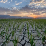 بی‌سامانی نظام تدبیر در اقتصاد کلان کشور/ خطرات خشکسالی در آسیب‌های اجتماعی نگران‌کننده است/ جایگزین طرح نکاشت ارائه سپس اجرا شود