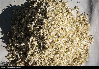 بهار نارنج؛ سوغات بهاری شیراز/ تولید ۱۵ تن بهار نارنج در استان فارس بهار نارنج؛ سوغات بهاری شیراز/ تولید ۱۵ تن بهار نارنج در استان فارس