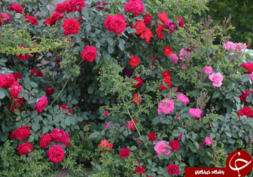 20 نوع گل با 30 پیوند همگی از یک ریشه+ تصاویر 20 نوع گل با 30 پیوند همگی از یک ریشه+ تصاویر