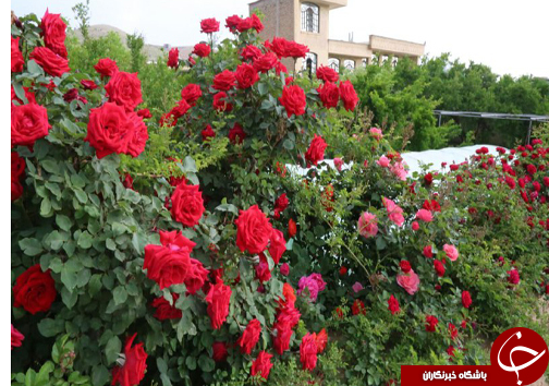 20 نوع گل با 30 پیوند همگی از یک ریشه+ تصاویر 20 نوع گل با 30 پیوند همگی از یک ریشه+ تصاویر