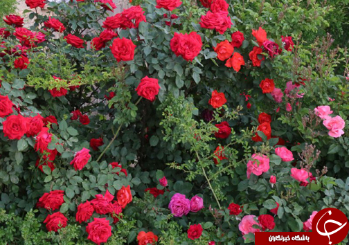 20 نوع گل با 30 پیوند همگی از یک ریشه+ تصاویر 20 نوع گل با 30 پیوند همگی از یک ریشه+ تصاویر