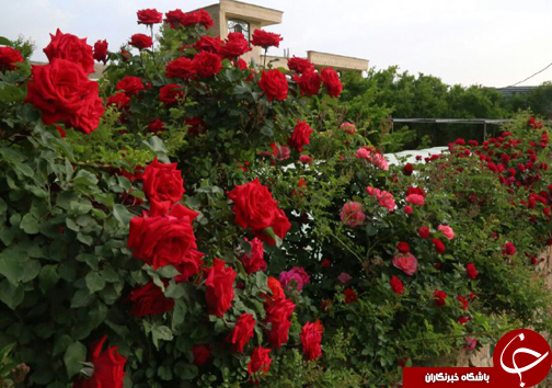 20 نوع گل با 30 پیوند همگی از یک ریشه+ تصاویر 20 نوع گل با 30 پیوند همگی از یک ریشه+ تصاویر