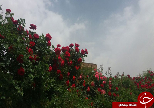 20 نوع گل با 30 پیوند همگی از یک ریشه+ تصاویر 20 نوع گل با 30 پیوند همگی از یک ریشه+ تصاویر
