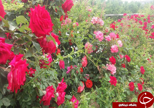 20 نوع گل با 30 پیوند همگی از یک ریشه+ تصاویر 20 نوع گل با 30 پیوند همگی از یک ریشه+ تصاویر
