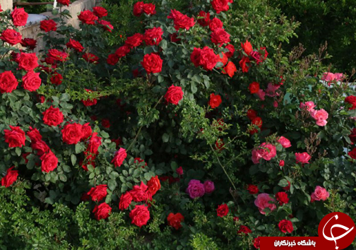20 نوع گل با 30 پیوند همگی از یک ریشه+ تصاویر 20 نوع گل با 30 پیوند همگی از یک ریشه+ تصاویر