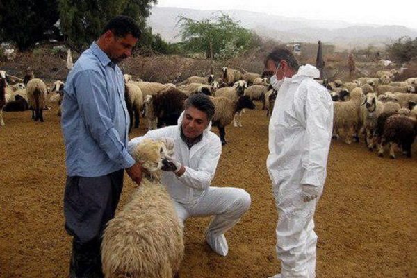 آخرین وضعیت شیوع تب کریمه در کشور