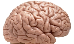 چگونه مغز را جوان نگه داریم