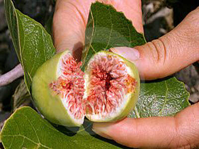 خواص میوه انجیر خواص میوه انجیر