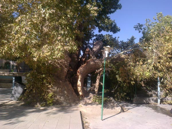 درختان کهنسال بوانات ثبت در فهرست میراث طبیعی می شوند