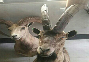 کله قوچ و کل وحشی ازیک منزل سر درآورد
