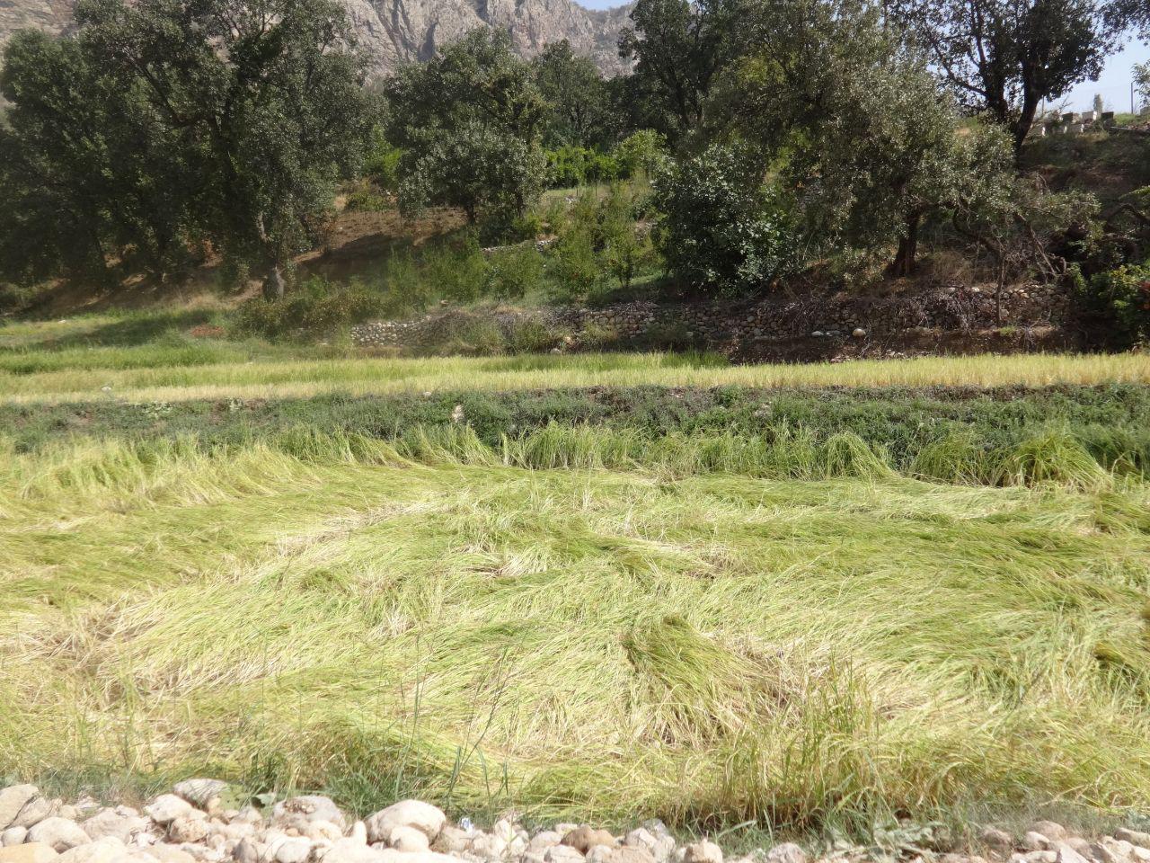 تگرگ زحمات چندماه کشاورزان جوزاربکش ممسنی را خراب کرد تگرگ زحمات چندماه کشاورزان جوزاربکش ممسنی را خراب کرد