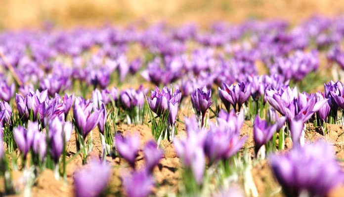 ایران بر بام زعفران دنیا ایران بر بام زعفران دنیا