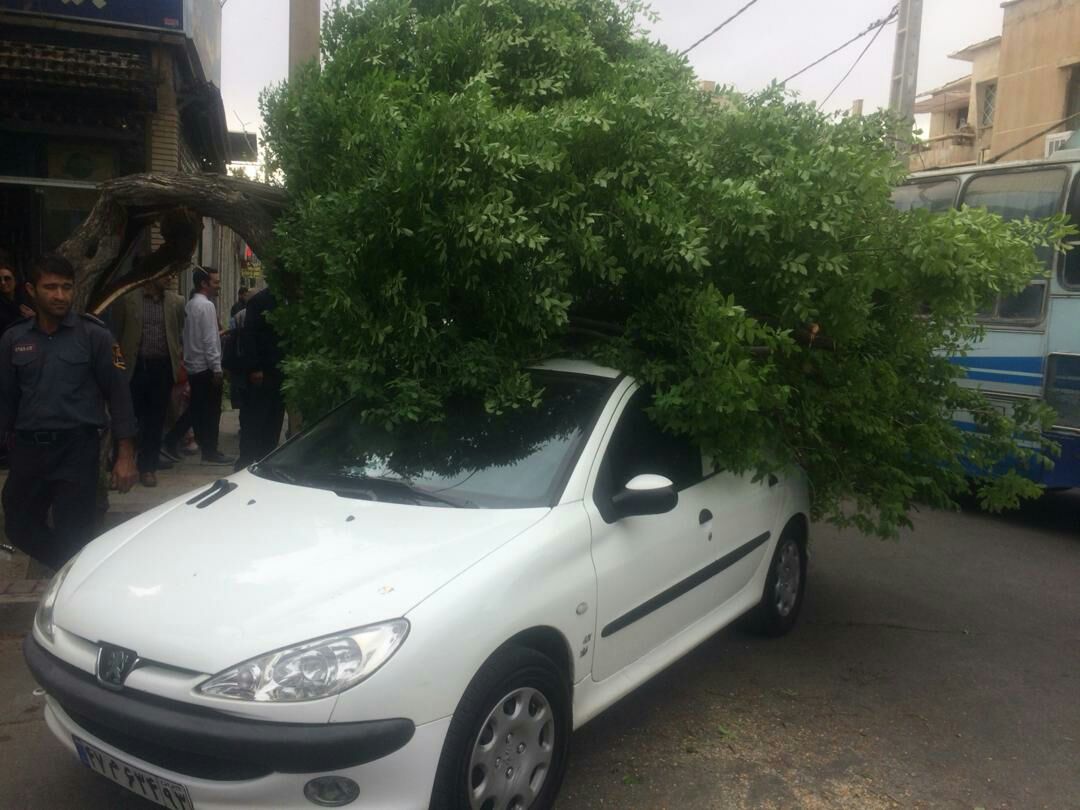 سقوط درخت روی خودرو در خیابان عبیر آمیز شیراز حادثه آفرید سقوط درخت روی خودرو در خیابان عبیر آمیز شیراز حادثه آفرید