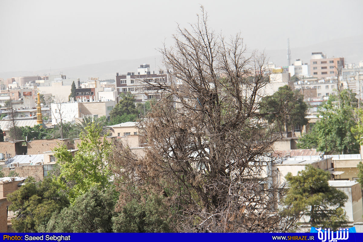 خاموشی رستوران و تک افتادگی درختان سرو در شیراز + تصاویر خاموشی رستوران و تک افتادگی درختان سرو در شیراز + تصاویر