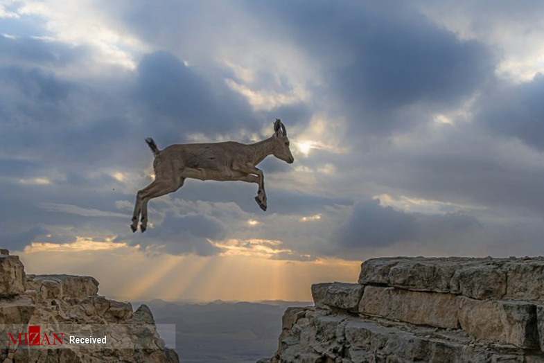 عکس: پرواز بز کوهی