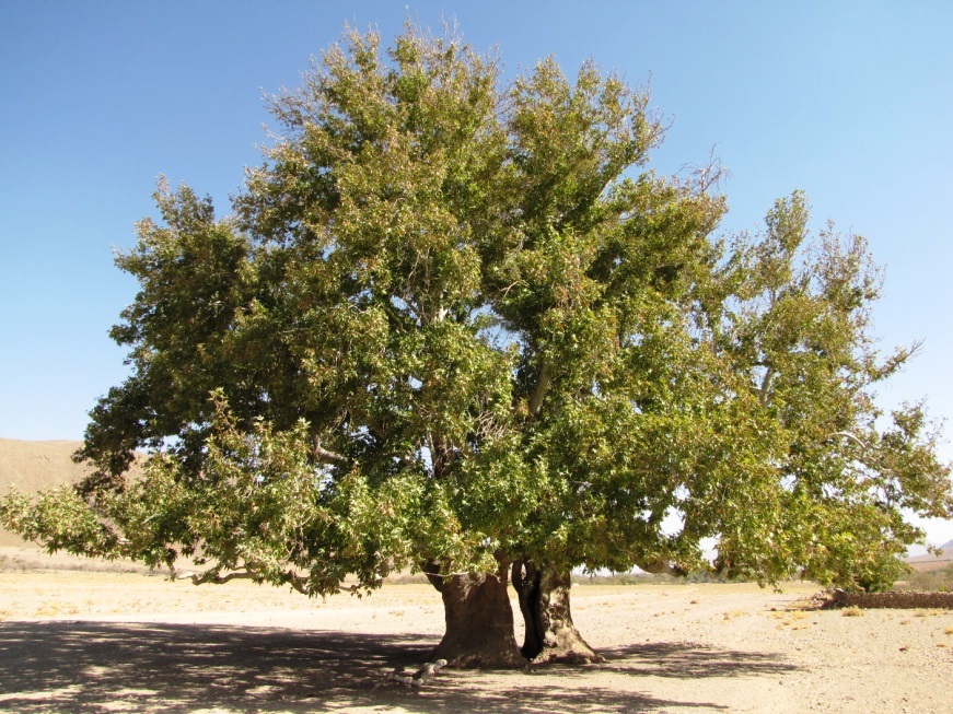 3 اثر میراث طبیعی بوانات ثبت ملی می شود