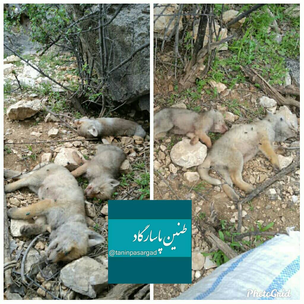 انتقام بی شرمانه انسان از حیوان در شهرستان پاسارگاد انتقام بی شرمانه انسان از حیوان در شهرستان پاسارگاد