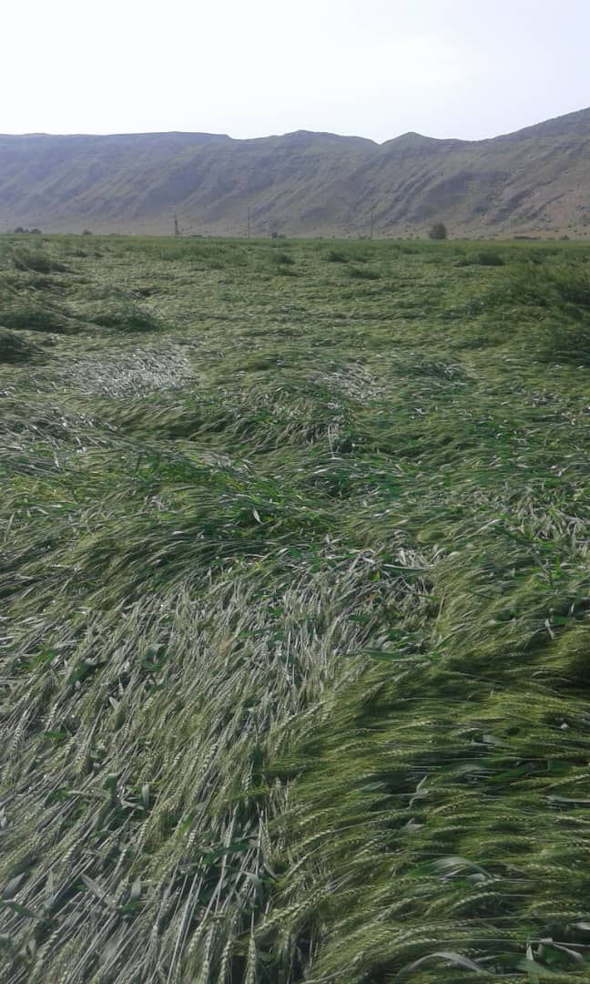 خسارت باران های بهاره در خنج خسارت باران های بهاره در خنج