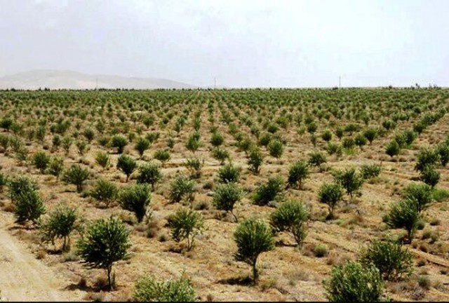 آیین کلنگ‌زنی طرح جنگل‌کاری ۵۰هکتاری در دانشکده زرهی سپاه فارس