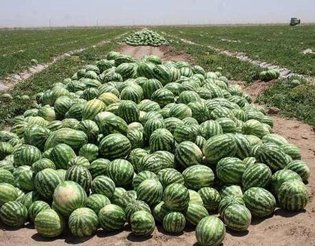 طرح بلاتکلیف اصلاح الگوی کشت ۱۲ساله شد/ اصلاح و رعایت الگوی کشت کلید حل چالشهای بخش کشاورزی طرح بلاتکلیف اصلاح الگوی کشت ۱۲ساله شد/ اصلاح و رعایت الگوی کشت کلید حل چالشهای بخش کشاورزی