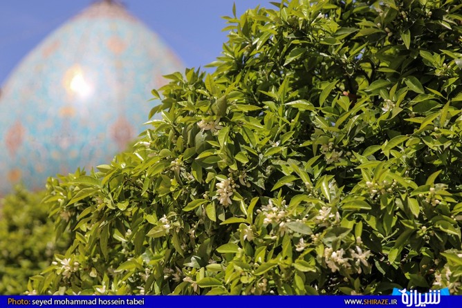 راههاي طي نشده دومين استان توليدکننده بهارنارنج براي شکوفايي اقتصاد فارس