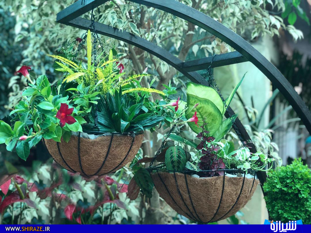 «فاطمه ارمغانی» کارآفرین نمونه ای که با عشق و محبت«گل های رویایی» می کارد