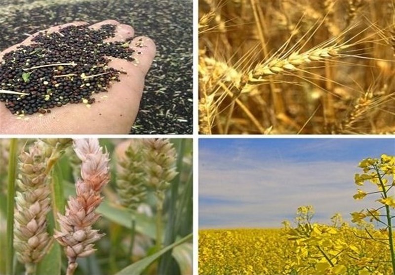 آغاز خرید تضمینی جو در استان فارس آغاز خرید تضمینی جو در استان فارس