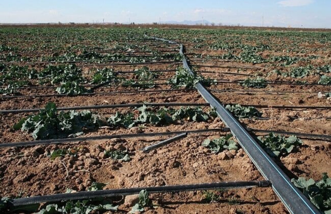 طرحی که برای آن میلیاردها تومان در پاسارگاد خرج شده و حالا به سخره گرفته می شود!!