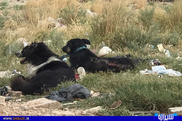 گِردخون با دِلی پر از خون، از مسئولین استمداد می‌طلبد...